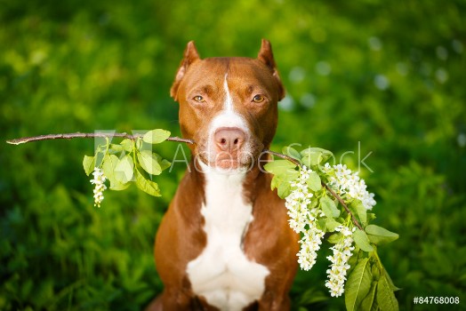 Bild på American Pit Bull Terrier